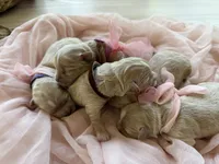 Dior, a female Maltipoo for sale in Vancouver, WA – 3 of 5