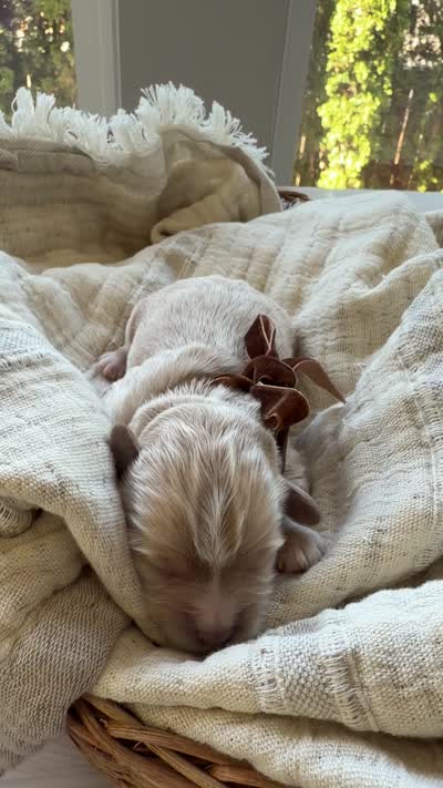 Oliver, a male Maltipoo for sale in Vancouver, WA – 6 of 6
