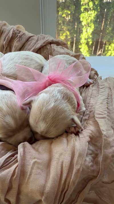 Dior, a female Maltipoo for sale in Vancouver, WA – 5 of 5