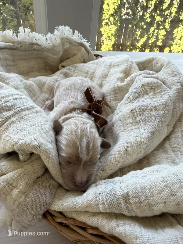 Oliver – Maltipoo puppy for sale in Vancouver, WA