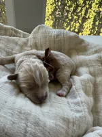 Oliver, a male Maltipoo for sale in Vancouver, WA – 3 of 6