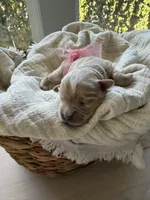 Latte, a female Maltipoo for sale in Vancouver, WA – 2 of 5