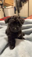 Oliver , a male Yorkipoo and Yorkshire Terrier for sale in Justice, IL – 2 of 8