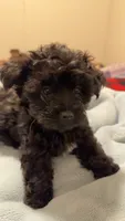 Oliver , a male Yorkipoo and Yorkshire Terrier for sale in Justice, IL – 6 of 8