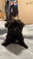 Oliver , a male Yorkipoo and Yorkshire Terrier for sale in Justice, IL – 3 of 8