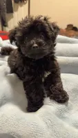 Oliver , a male Yorkipoo and Yorkshire Terrier for sale in Justice, IL – 5 of 8