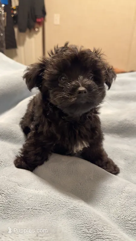Oliver  – Yorkipoo, Yorkshire Terrier puppy for sale in Justice, IL