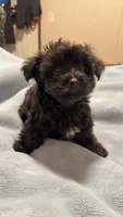 Oliver , a male Yorkipoo and Yorkshire Terrier for sale in Justice, IL – 1 of 8