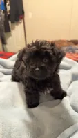 Oliver , a male Yorkipoo and Yorkshire Terrier for sale in Justice, IL – 4 of 8