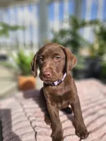 Hazel , a female Labrador Retriever for sale in Nuevo, CA – 8 of 10