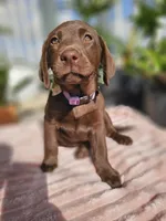 Hazel , a female Labrador Retriever for sale in Nuevo, CA – 2 of 10