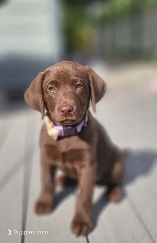 Hazel  – Labrador Retriever puppy for sale in Nuevo, CA