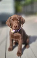 Hazel , a female Labrador Retriever for sale in Nuevo, CA – 1 of 10