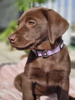 Hazel , a female Labrador Retriever for sale in Nuevo, CA – 10 of 10