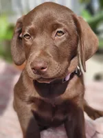 Hazel , a female Labrador Retriever for sale in Nuevo, CA – 5 of 10