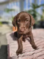 Hazel , a female Labrador Retriever for sale in Nuevo, CA – 6 of 10