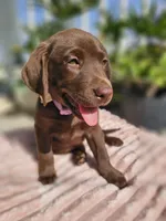 Hazel , a female Labrador Retriever for sale in Nuevo, CA – 3 of 10