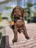Hazel , a female Labrador Retriever for sale in Nuevo, CA – 4 of 10
