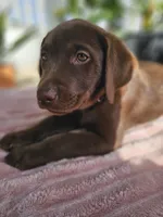Hazel , a female Labrador Retriever for sale in Nuevo, CA – 7 of 10
