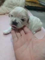 Dumplin, a male Peekapoo for sale in Daphne, AL – 8 of 8