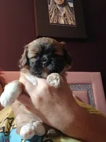Potato , a male Peekapoo and Pekingese for sale in Daphne, AL – 3 of 6