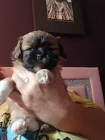 Potato , a male Peekapoo and Pekingese for sale in Daphne, AL – 2 of 6