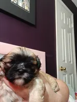 Kitana, a female Peekapoo for sale in Daphne, AL – 2 of 3