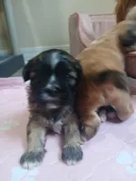 Zahirah , a female Peekapoo and Pekingese for sale in Daphne, AL – 2 of 5