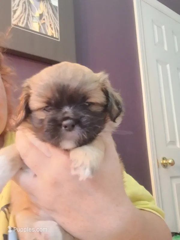 Potato  – Peekapoo, Pekingese puppy for sale in Daphne, AL