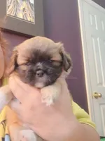 Potato , a male Peekapoo and Pekingese for sale in Daphne, AL – 1 of 6