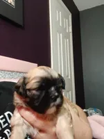 Kitana, a female Peekapoo for sale in Daphne, AL – 3 of 3