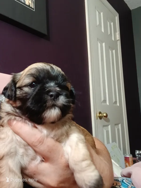 Kitana – Peekapoo puppy for sale in Daphne, AL