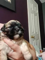 Kitana, a female Peekapoo for sale in Daphne, AL – 1 of 3