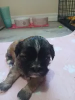 Zahirah , a female Peekapoo and Pekingese for sale in Daphne, AL – 5 of 5