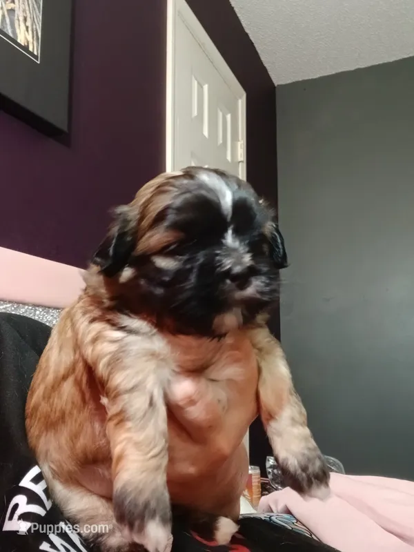 Zahirah  – Peekapoo, Pekingese puppy for sale in Daphne, AL
