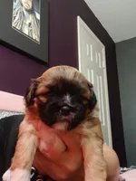Potato , a male Peekapoo and Pekingese for sale in Daphne, AL – 5 of 6