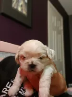 Dumplin, a male Peekapoo for sale in Daphne, AL – 2 of 8