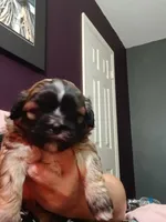 Zahirah , a female Peekapoo and Pekingese for sale in Daphne, AL – 3 of 5