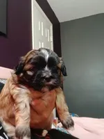 Zahirah , a female Peekapoo and Pekingese for sale in Daphne, AL – 4 of 5