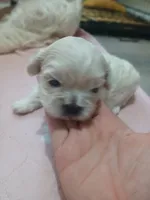 Dumplin, a male Peekapoo for sale in Daphne, AL – 7 of 8