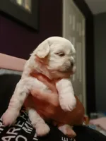 Dumplin, a male Peekapoo for sale in Daphne, AL – 4 of 8