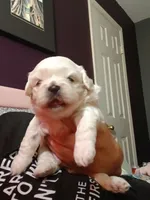 Dumplin, a male Peekapoo for sale in Daphne, AL – 5 of 8