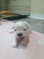 Dumplin, a male Peekapoo for sale in Daphne, AL – 6 of 8