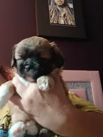 Potato , a male Peekapoo and Pekingese for sale in Daphne, AL – 6 of 6