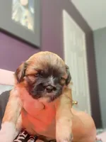 Potato , a male Peekapoo and Pekingese for sale in Daphne, AL – 4 of 6