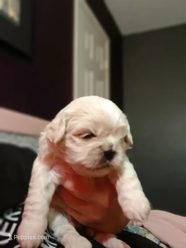 Dumplin – Peekapoo puppy for sale in Daphne, AL