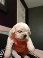 Dumplin, a male Peekapoo for sale in Daphne, AL – 1 of 8