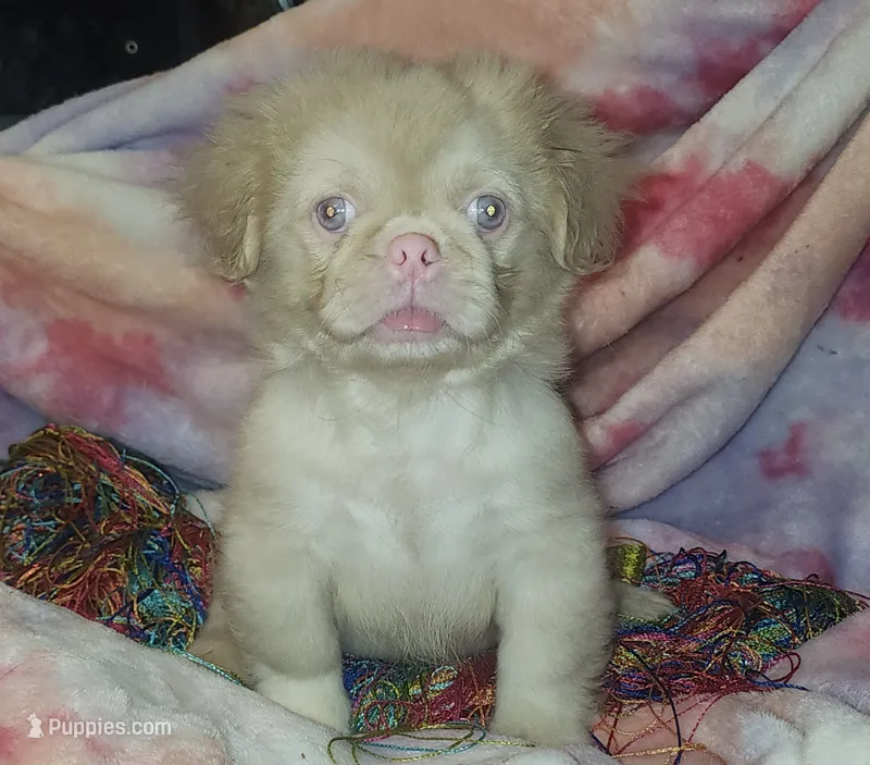 🩷Pinkcan Sandy – Pekingese puppy for sale in Bastrop, TX