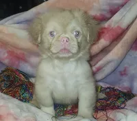 🩷Pinkcan Sandy, a male Pekingese for sale in Bastrop, TX – 1 of 5