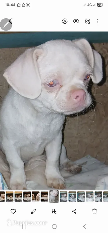 Poochi – Chihuahua puppy for sale in Bastrop, TX